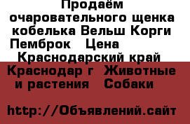 Продаём очаровательного щенка кобелька Вельш Корги Пемброк › Цена ­ 50 000 - Краснодарский край, Краснодар г. Животные и растения » Собаки   